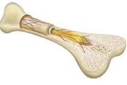 مشخص کردن سلول هایی که در ترمیم استخوان استفاده می شوند