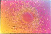 تبدیل شدن سلول های بنیادی پیوندی به تخمک در موش نابارور