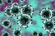 ویروس  SARS-CoV-2  التهاب، طوفان سیتوکینی و استرس را در سلول های ریوی آلوده القا می کند