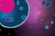 راهی برای افزایش تولید سکرتوم توسط سلول های بنیادی