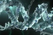 شناسایی یک مسیر حفاظت شده جدید و تکاملی برای خاموش کردن ژن در سلول های پستانداران