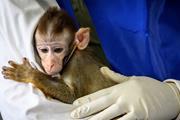 تولید اسپرم از سلول های بنیادی میمون، راهی برای درمان ناباروری مردان؟!