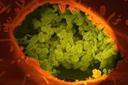باکتری‌های روده کلید مبارزه با سرطان کولورکتال هستند