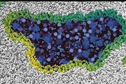 چگونگی پارگی غشای پلاسمایی در مرگ سلولی با واسطه یک پروتئین