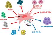 دارورسانی مبتنی بر سلول‌های بنیادی مزانشیمی (MSC) از طریق سد خونی مغزی 