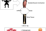 تاثیر miRNA بر استخوان در پاسخ به ورزش