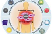 سیستم‌های مبتنی بر نانوذرات معدنی در کاربردهای زیست‌پزشکی سلول‌های بنیادی 