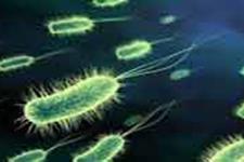 باکتری ها چگونه در کنار سلول های سالم خانه سازی می کنند!
