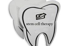 رشد دندان کامل با استفاده از سلول‌های بنیادی 
