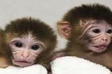 بهبود علائم بیماری پارکینسون در میمون ها با استفاده از سلول های بنیادی
