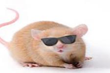 بازگشت بینایی موش با کمک یک ماده شیمیایی انجام پذیر شد