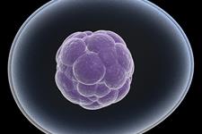محققان اروپایی راز سلول های بنیادی جنینی را کشف کردند