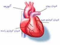 تکه های کلاژنی بافت قلبی آسیب دیده  موش را ترمیم می کنند