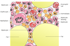  نقش سلول های بنیادی مغز استخوان در سنجش عفونت