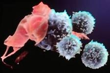 مطالعات نشان داده است که سلول های ایمنی سلول های بنیادی خون را تنظیم می کنند