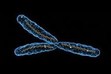 حفظ ژن های کلیدی دخیل در باروری بر روی کروموزوم Y 