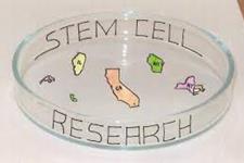  کشف منبع جدید سلول های بنیادی بافت چربی
