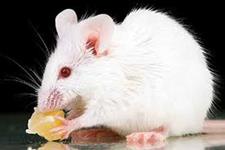 درمان بیماری کبد در موشها با روش انقلابی ویرایش ژن