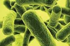 سیستم ایمنی، سلامت گوارشی را با پرورش جمعیتی از باکتری های خوب بهبود می بخشد