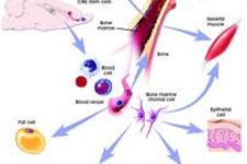 اثر سلول های بنیادی گردش کننده خون روی سلامتی قلب وعروق