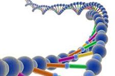 ارتباط ژن بیماری کبدی با سرطان مثانه