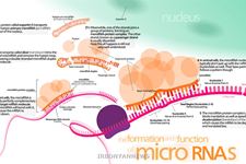 نقش MicroRNA  ها  در سلول های تولید مثلی