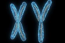 کروموزوم های جنسی- چرا ژن های Y مهم هستند