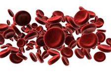 شناسایی پروتئین کلیدی برای تکوین سلول های بنیادی خون