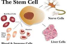 کشفی روشی جدید برای تکثیر سلول های بنیادی خون ساز برای درمان بیماران سرطانی