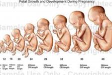 تولد 4 تا 6 هفته قبل از موعد مقرر ساختار و عملکرد مغز را تحت تاثیر قرار می دهد