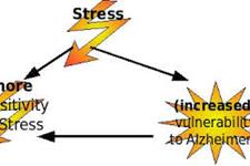 برخی شواهد حاکی از ارتباط بین استرس و بیماری آلزایمر است