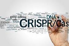 تکنولوژی ویرایش ژنی CRISPR/Cas9 می تواند نقصان آلفا-1 آنتی تریپسین را تصحیح کند