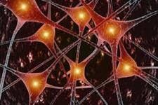 ارتباط بین سلول های بنیادی مغز و روده