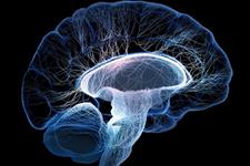 تشکیل شبکه عصبی در کشت های ارگانوئید مغزی