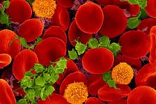 شناسایی مجموعه ای ازسلول های بنیادی به عنوان منبعی برای همه سلول های خونی و ایمنی