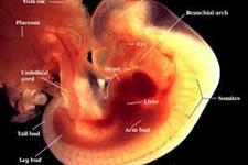 سیگنال ترافیک ژنتیکی که تکوین اولیه جنین را هماهنگ می کند