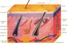 شناسایی سیگنالی که طی تکوین جنینی سرنوشت سلول های پوستی برای تبدیل شدن به سلول های مو دار یا سلول های عرقی را کنترل می کند