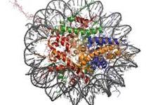 شناسایی نقش پروتئین BRWD2/PHIP در بیان ژن