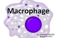 تنظیم ماکروفاژها یک موفقیت در ایمنی درمانی سرطان
