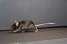 موش هایی که ورزش می کنند تا چهار برابر سلول های عضلانی قلبی بیشتری می سازند