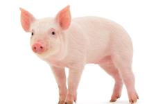 تولید سلول های بنیادی انسانی در خوک