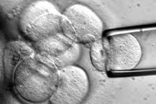 بدست آوردن سلول های بنیادی بدون تخریب جنین