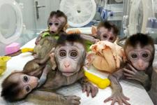کلون شدن میمون های ویرایش ژنی شده در چین