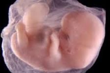 نقش مهم یک ژن در سازماندهی سلول ها طی تکوین اولیه جنینی