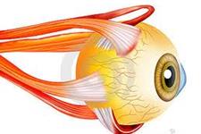 استفاده از ارگانوئیدهای چشمی برای درک بهتر تکوین اولیه چشم