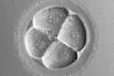 در مرحله چهار سلولی جنینی نیز برخی سلول ها به یکدیگر شبیه تر هستند
