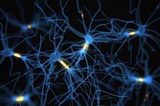 کشف سوئیج سرنوشت سلولی از نورون به آستروسیت در مغز در حال تکوین