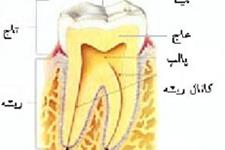 دستاورد دانشمند ایرانی برای درمان انحطاط شبکیه با سلول پالپ دندان