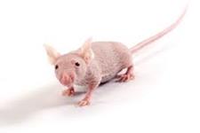 موش های دارای سیستم ایمنی انسانی به تحقیقات سرطان و عفونت کمک می کنند