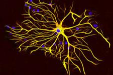 چگونه سلول های مغزی ستاره ای شکل به یادگیری کمک می کنند